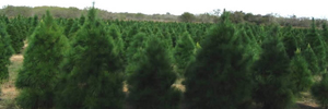 Field of Christmas Trees